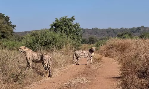 Madhya Pradesh: Cheetahs Released in Kuno NP After a Year in Enclosures