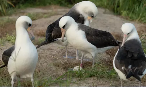 74-Year-Old Albatross Lays Egg, Defying Nature’s Limits