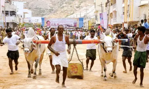 Police Ban Bullock Boulder Pulling Competitions in Gadwal District