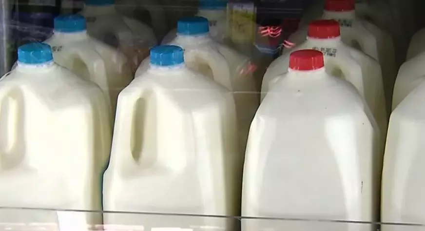 US orders testing of milk supply for bird flu amid growing concerns US orders testing of milk supply for bird flu amid growing concerns