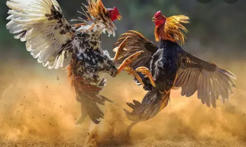 Sankranti Festivities: Cockfights Fuel High-Stakes Betting