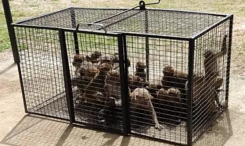 Adilabad Farmers Rely on Catapults To Fight Monkey Menace