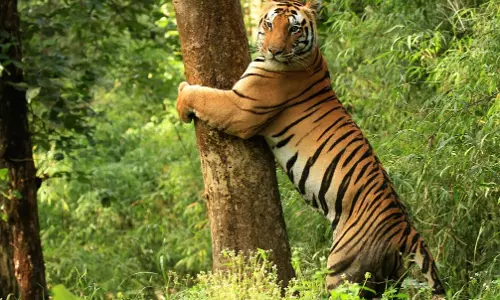 Three Tigers Migrate From MP to Chhattisgarh Reserves