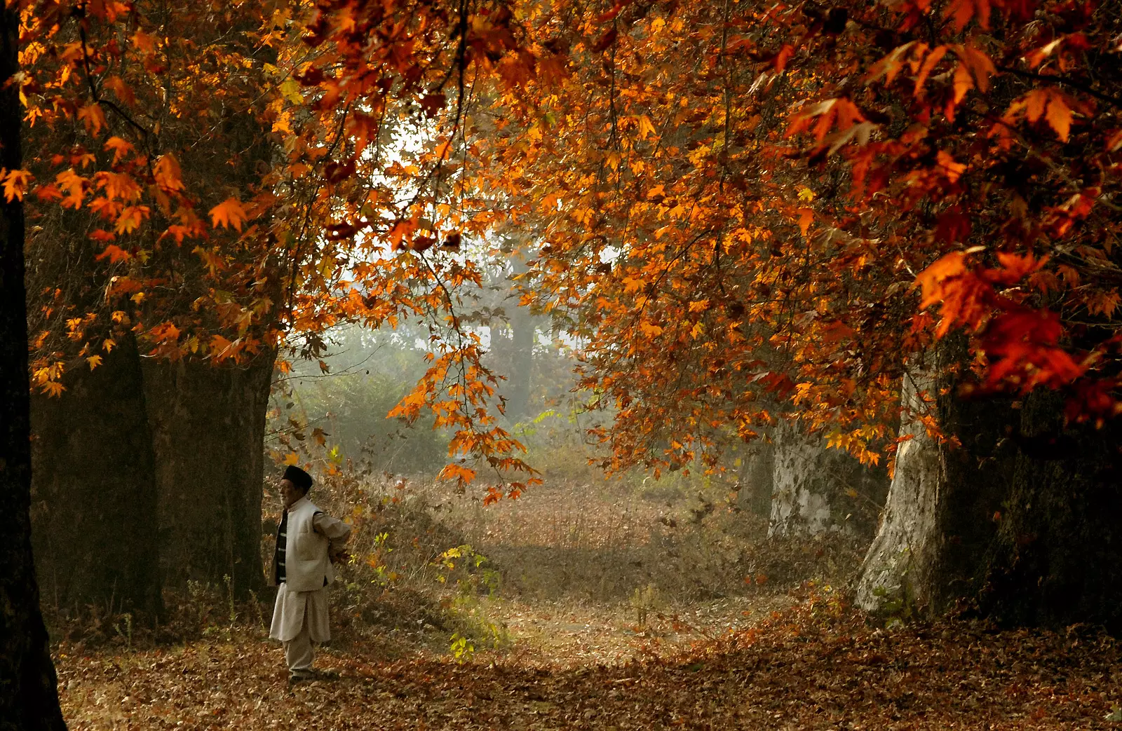 Kashmir Activists Rally to Save Chinar Trees Kashmir Activists Rally to Save Chinar Trees