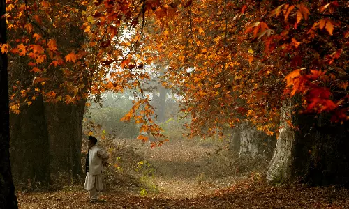 Kashmir Activists Rally to Save Chinar Trees