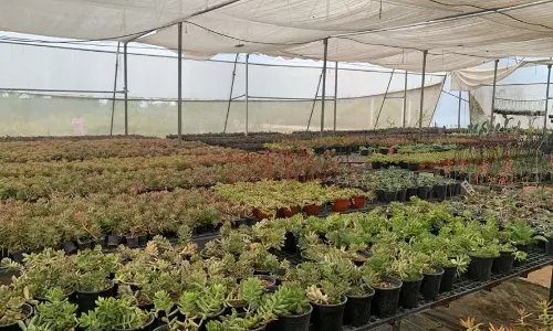 Chrysanthemum Day Celebrated at Telangana Horticultural University