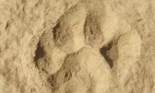Mulugu: Tiger footmarks send villagers into tizzy