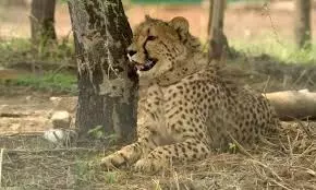 MP: Poachers enter Kuno National Park, pose threat to cheetahs MP: Poachers enter Kuno National Park, pose threat to cheetahs