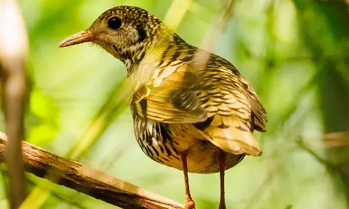 Bheemuni padam waterfalls is a haven for bird enthusiasts