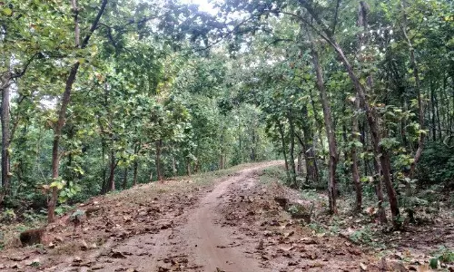 Yeleswaram Foresters Tracking Tiger to Avoid Man-animal Conflict