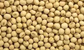 TSSC seeks seeds from Madhya Pradesh