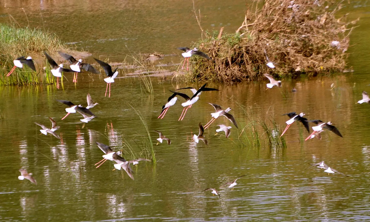 Vizag Gears Up for Winter Arrival of Migratory Birds