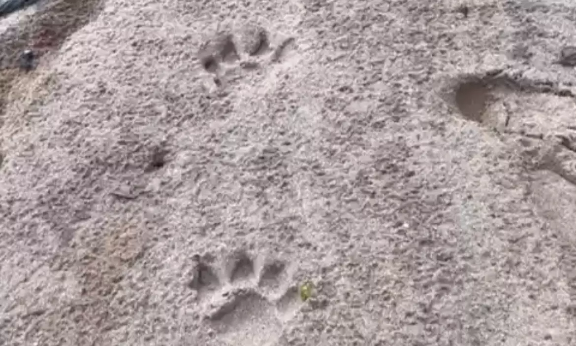 Trekking tigers of Telangana - one third of state pug marked