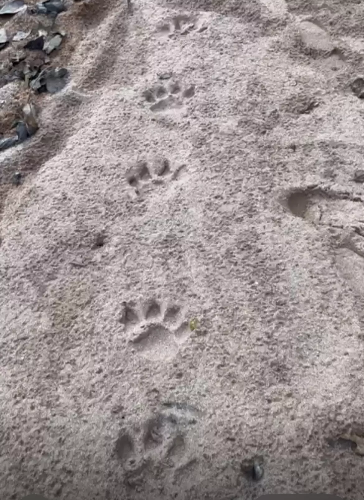 Trekking tigers of Telangana - one third of state pug marked Trekking tigers of Telangana - one third of state pug marked