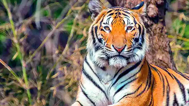Fear of tiger deters open defaecation in villages