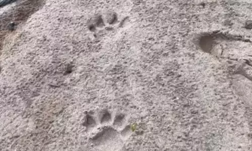 Trekking tigers of Telangana - one third of state pug marked