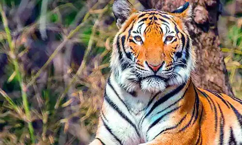 Fear of tiger deters open defaecation in villages