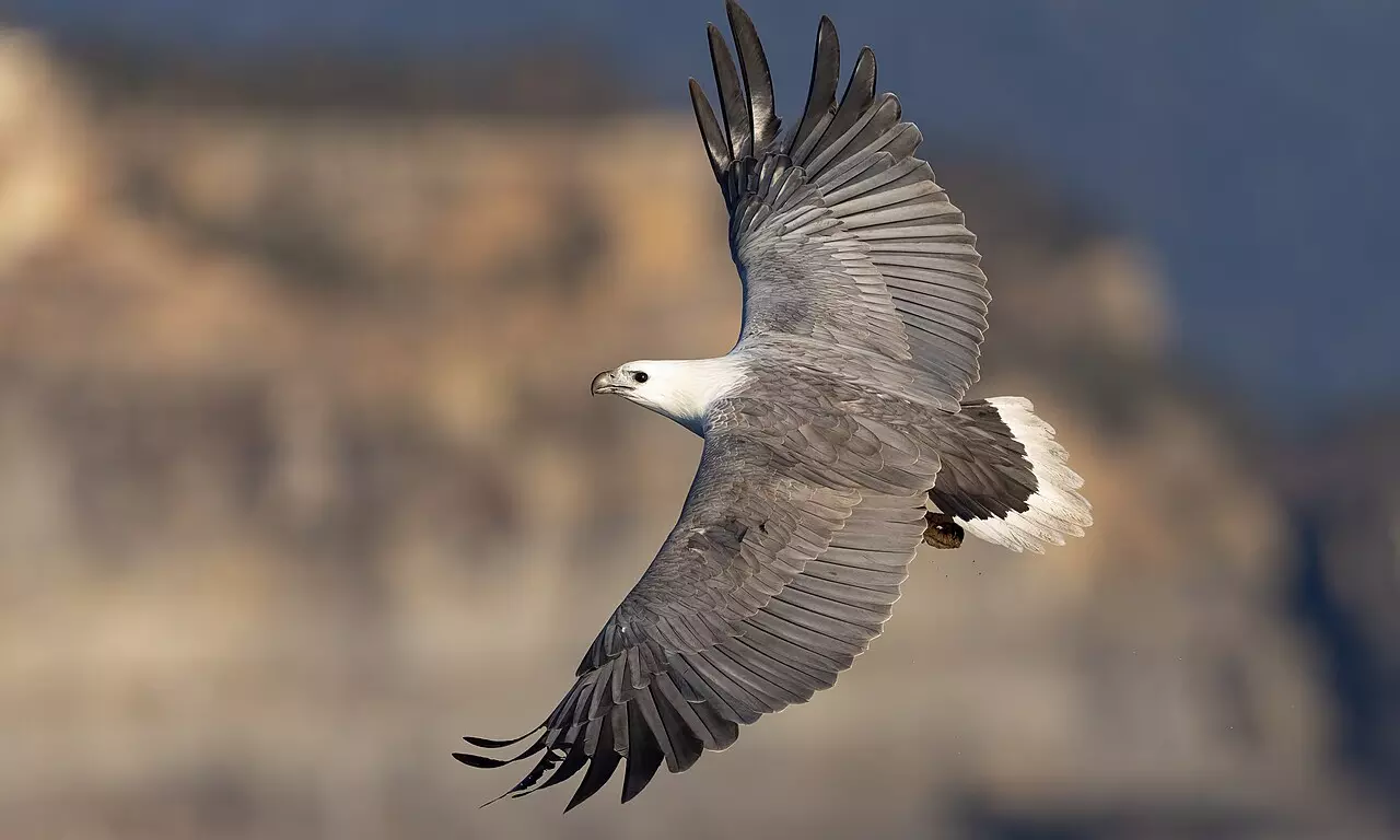 Population of white-bellied sea eagles goes up in Visakhapatnam