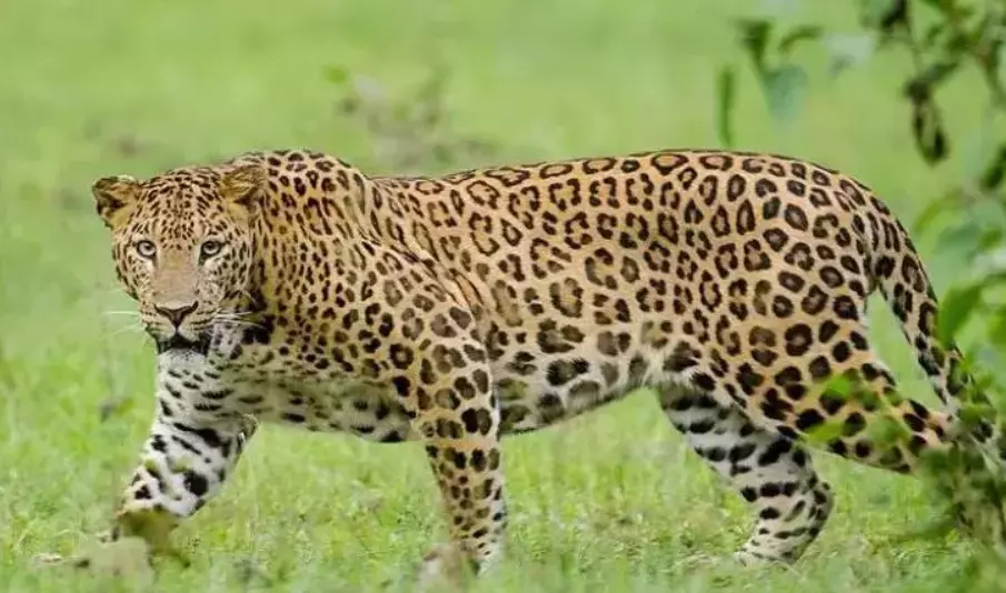 Leopard dies in accident on NH in Nellore Leopard dies in accident on NH in Nellore