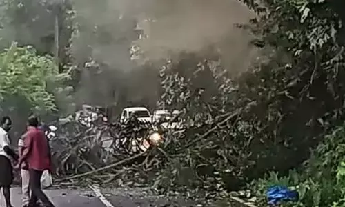 Student killed as elephant-toppled tree branch falls on bike in Kerala
