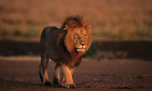 Loco pilots save 8 lions on Gujarat railway tracks