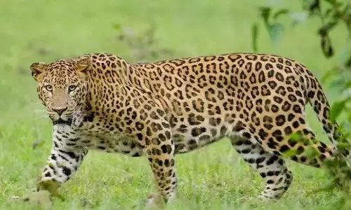 Leopard dies in accident on NH in Nellore