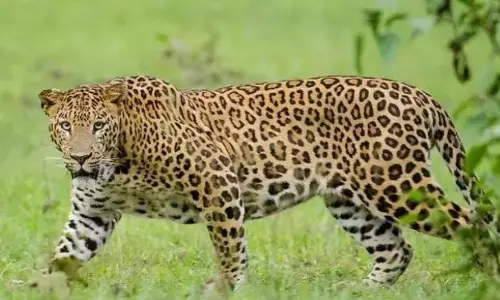 Leopard Spotted in Mahanandi Area Leopard Spotted in Mahanandi Area