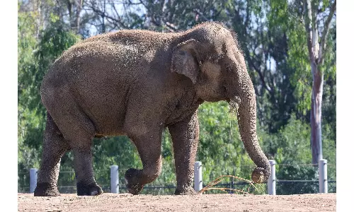 Elephant Found Dead in Jharkhands Palamu Tiger Reserve
