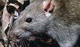 Rat bites at Khammam govt. residential school paralyse girl’s limbs