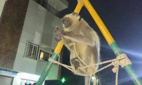 Pet langur rescued from circus, sent to Nehru Zoo