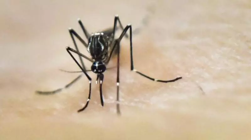 Suspected zika virus puts officials on toes in Nellore Suspected zika virus puts officials on toes in Nellore