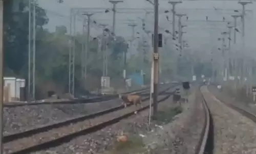 Tiger seen crossing railway tracks in Maha rly station