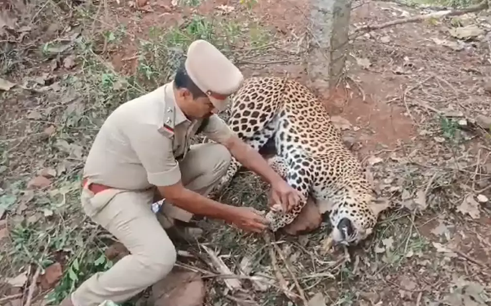 Leopard found dead in snare at Metlapalli in Krishna