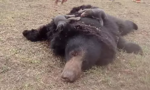 C’garh: In a First, Wild Animal Killed in Naxal IED Blast in Dantewada Jungle; Bear Dies in Explosion, Cubs Starve