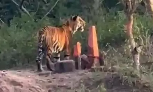 Adivasi Pilgrimage Sites Frequented by Tigers