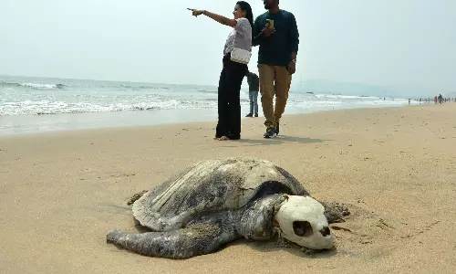 Ghost Nets Threaten Olive Ridley Turtle Arrivals Along Vizag Coast Ghost Nets Threaten Olive Ridley Turtle Arrivals Along Vizag Coast