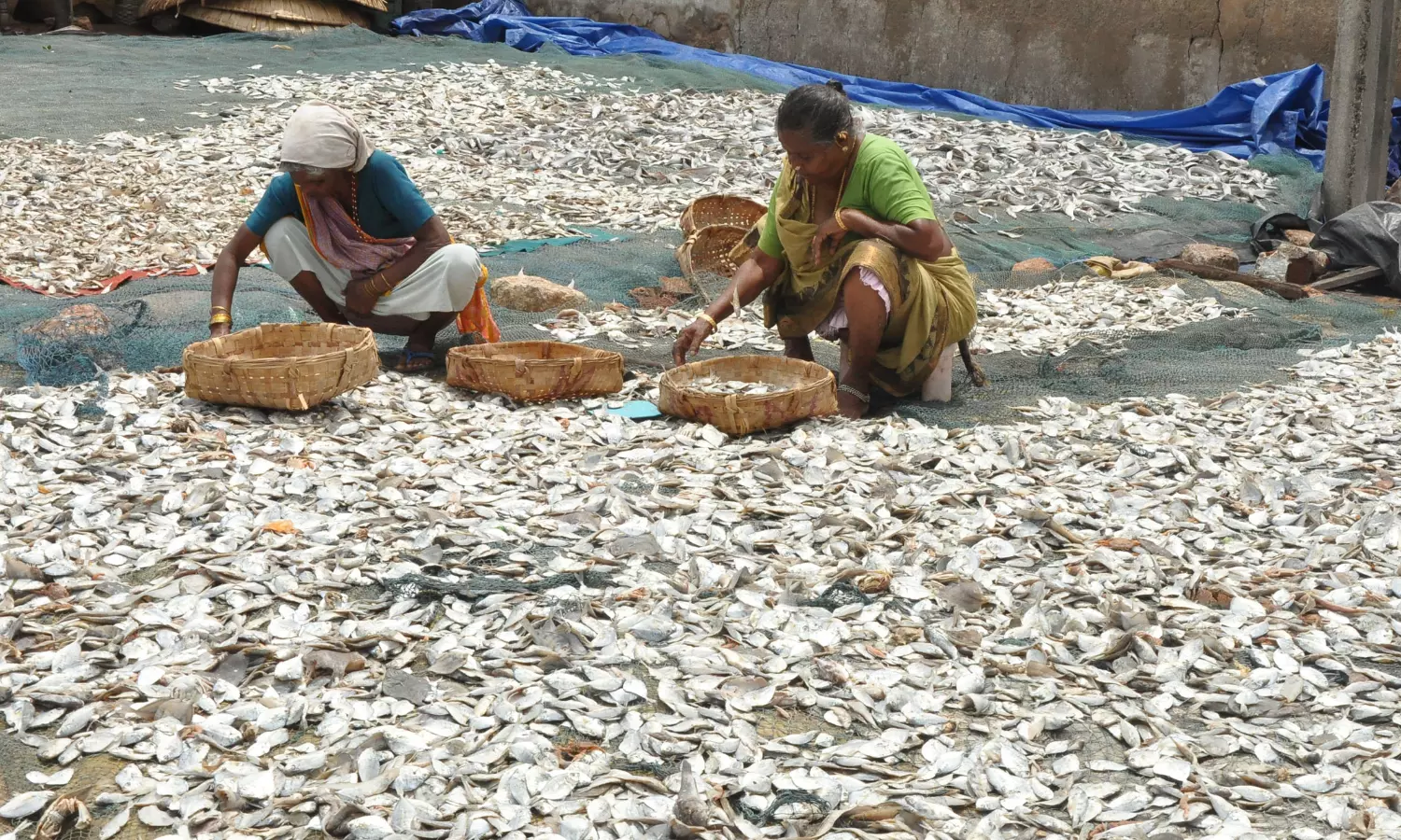 Women facing odds in dried fish production in Vizag