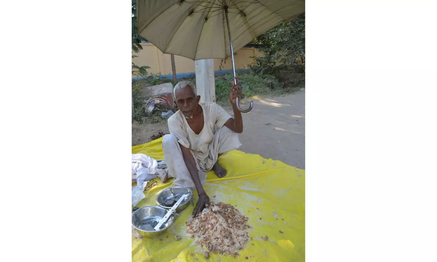 Ancient Adivasi remedy Thapsi gum still in demand