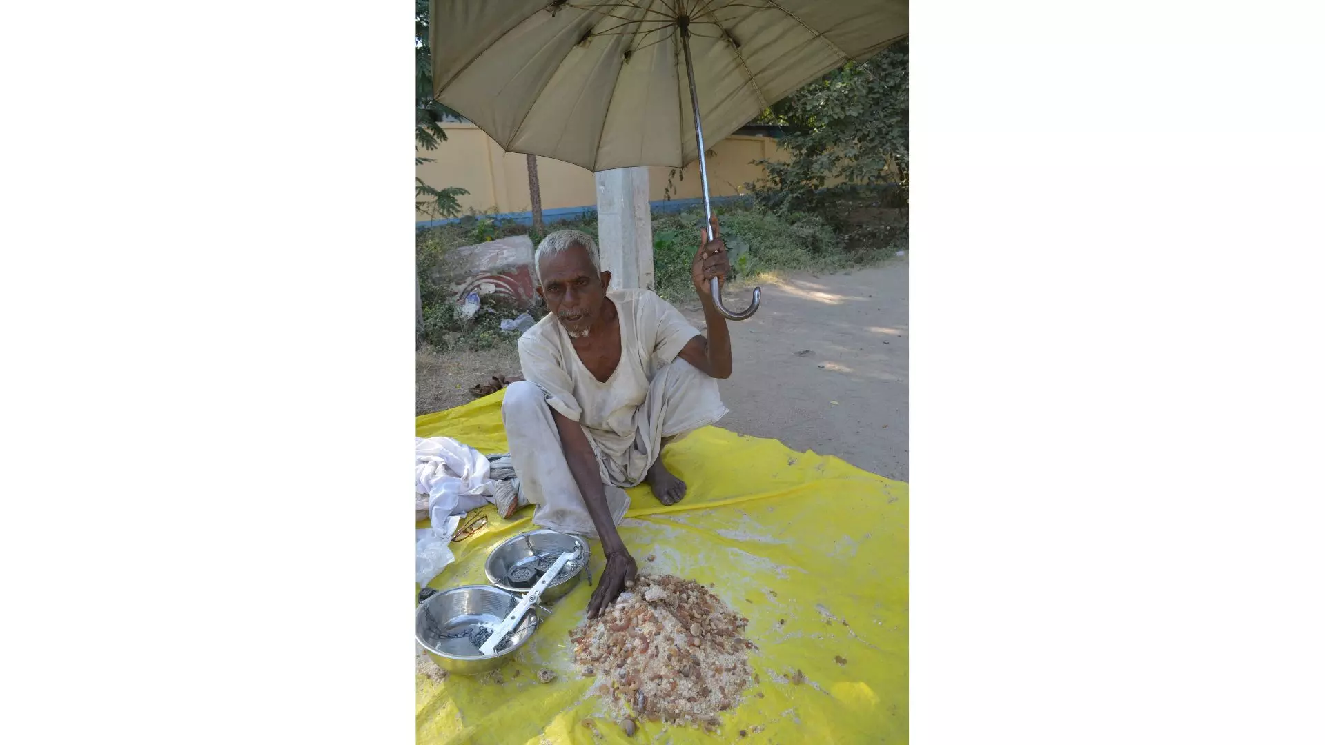 Ancient Adivasi remedy Thapsi gum still in demand Ancient Adivasi remedy Thapsi gum still in demand