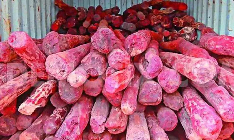 Rs 40 Lakh Worth Red Sanders Seized in Bhakarapet Forest Rs 40 Lakh Worth Red Sanders Seized in Bhakarapet Forest