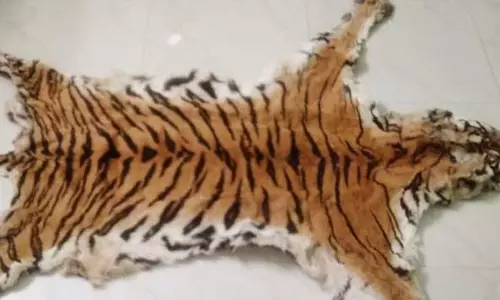 Royal Bengal Tiger skin seized, 4 arrested in Odisha