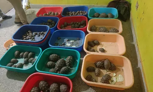 Hyderabad: Two Arrested for Smuggling Star and Red-Eared Slider Tortoises