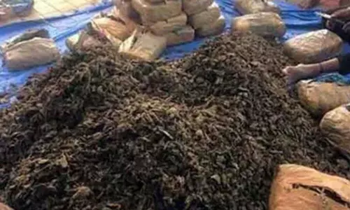 OG Kush Drives Addicts To Thailand