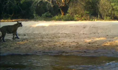 Wandering Tiger Likely in Search of New Home in Mulugu