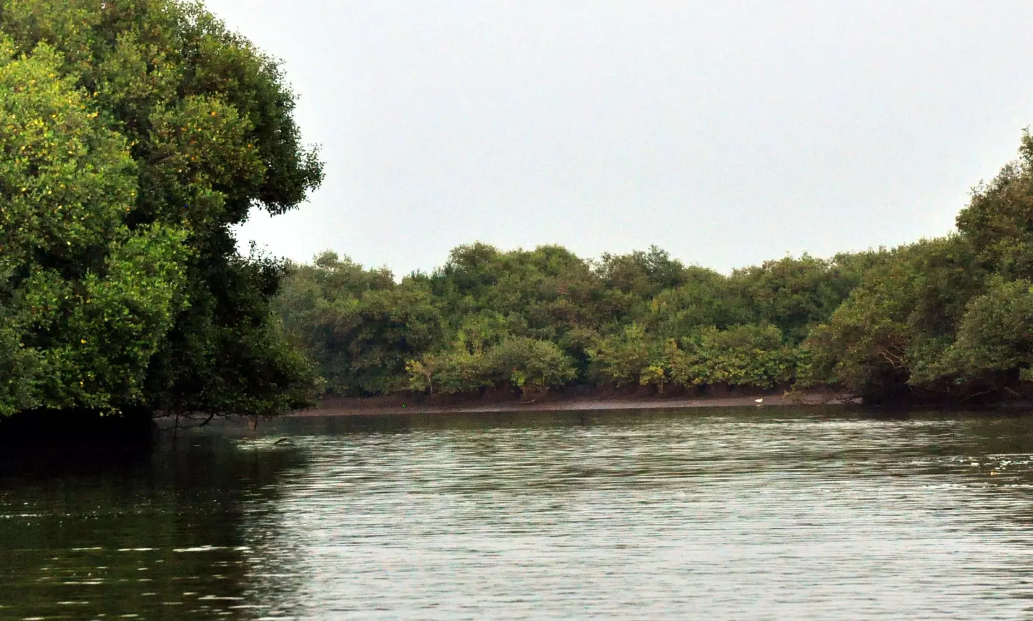 Mangroves Vital to Mitigating Cyclone Impact: Expert