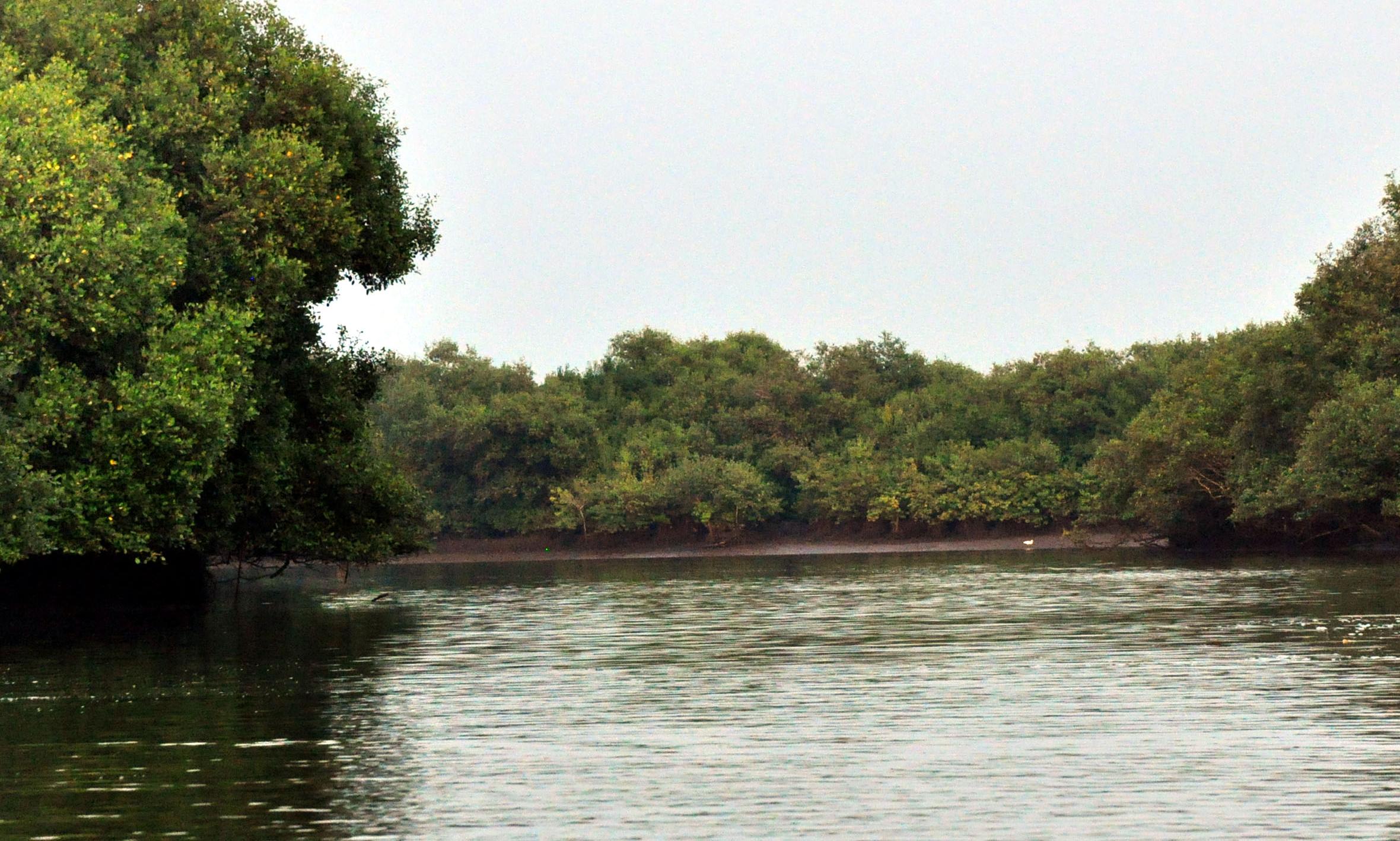 Mangrove Expansion Crucial for Cyclone Mitigation, Experts Say