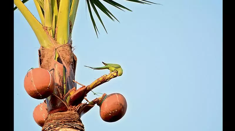Suspected adulterated toddy leaves 15 ill in Kamareddy Suspected adulterated toddy leaves 15 ill in Kamareddy