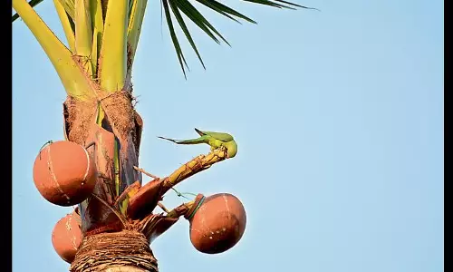 Suspected adulterated toddy leaves 15 ill in Kamareddy