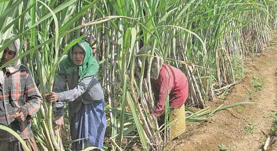 Sugar factories in Anakapalle facing significant challenges Sugar factories in Anakapalle facing significant challenges