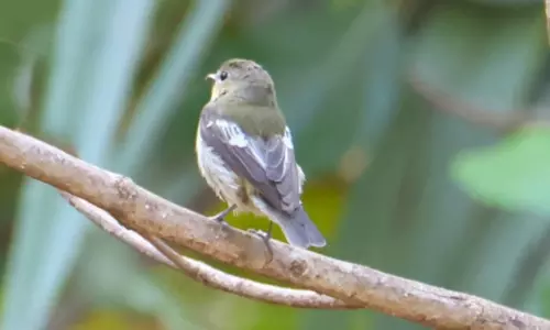 Korean flycatcher spotted for the first time in TG Korean flycatcher spotted for the first time in TG
